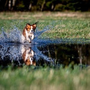 デコピンって何犬?大谷選手といつから家族?あなたも家族になれる?