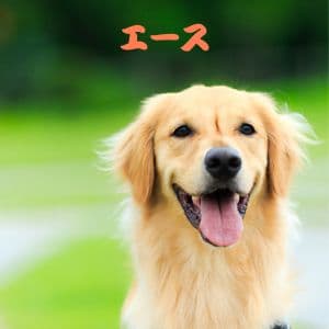 デコピンって何犬?大谷選手といつから家族?あなたも家族になれる?