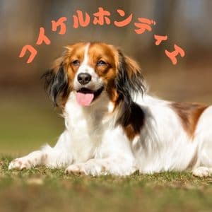 デコピンって何犬?大谷選手といつから家族?あなたも家族になれる?
